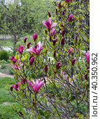 Магнолия Сюзан/ Magnolia Susan. Стоковое фото, фотограф Елена Косько / Фотобанк Лори