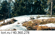 Landscape. Spring April forest with snow nearly melted. Стоковое фото, фотограф Евгений Тарасенко / Фотобанк Лори