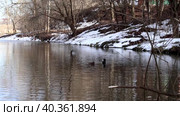 Кряква - зимующая водоплавающая птица. В пруду пресноводного парка водится много уток. Тающий снег. Мартовские солнечные теплые дни. Стоковое видео, видеограф Юлия Мелешина / Фотобанк Лори