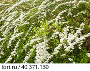 Spiraea x cinerea "Grefsheim" blooming in the spring garden. Стоковое фото, фотограф Elena Molodavkina / Фотобанк Лори