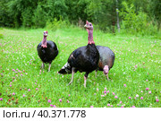 Three turkeys on green grass with clover. Free-range turkeys. Стоковое фото, фотограф Оксана Прахова / Фотобанк Лори