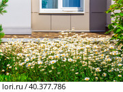 Daisies or camomile in a flower bed and bushes in the patio of an apartment building. Стоковое фото, фотограф Дмитрий Коростылев / Фотобанк Лори