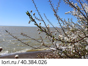 Весенние цветы, цветение дикой алычи на берегу моря. Стоковое фото, фотограф Евгений Гром / Фотобанк Лори