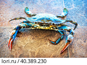 Голубой краб, река Дальян, Средиземное море, Мармарис, Турция. Стоковое фото, фотограф Baturina Yuliya / Фотобанк Лори