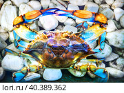Голубой краб на белых камнях, река Дальян, Мармарис, Турция. Стоковое фото, фотограф Baturina Yuliya / Фотобанк Лори