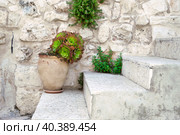Blossoming sempervivum tectorum in clay flowerpot on the stone steps of a porch. Стоковое фото, фотограф Георгий Дзюра / Фотобанк Лори