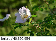 Белый крупный цветок шиповника на зеленом фоне. Large white rosehip flower on a green background. Стоковое фото, фотограф Владимир Шарый / Фотобанк Лори