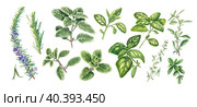 A set of Provencal herbs: basil, marjoram, rosemary, cumin. Watercolor illustration on a white background. kitchen slicers. Homemade spicy herbs. suitable for booklets, restaurant menus, design. Стоковая иллюстрация, иллюстратор Анастасия Чехонадская / Фотобанк Лори