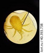 Ixodid tick under a microscope. Стоковое фото, фотограф Egor Sarantstv / Фотобанк Лори