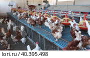 View of laying hens in farm poultry house equipped with grain feeding troughs for birds. Стоковое видео, видеограф Яков Филимонов / Фотобанк Лори