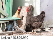 Две забавные курицы гуляющие по деревенскому двору. Стоковое фото, фотограф Татьяна Дворецкая / Фотобанк Лори