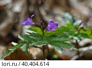Зубянка пятилистная или Сердечник (лат. Dentaria quinquefolia) в весеннем буковом лесу. Zubyanka five-leafed or Core in the spring beech forest. Стоковое фото, фотограф Владимир Шарый / Фотобанк Лори