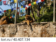 Monkey family in Swayambhunath temple (2016 год). Стоковое фото, фотограф Михаил Пряхин / Фотобанк Лори