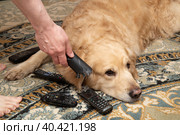 A dog, a Golden Retriever, is gnawing on TV remotes and phones.The dog is a rodent. Стоковое фото, фотограф Александр Поташев / Фотобанк Лори