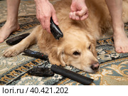 A dog, a Golden Retriever, is gnawing on TV remotes and phones.The dog is a rodent. Стоковое фото, фотограф Александр Поташев / Фотобанк Лори
