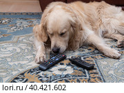 The dog is lying with gnawed TV remotes and a gnawed phone. Стоковое фото, фотограф Александр Поташев / Фотобанк Лори