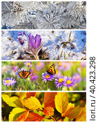 Collage of bright natural backgrounds of the four seasons. Seasonal macro photo: winter frozen pine branches, spring snowdrop, summer daisies and butterflies, autumn yellow and red foliage. Стоковое фото, фотограф Виктория Катьянова / Фотобанк Лори