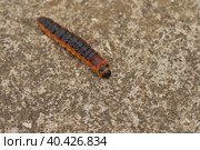 The big red catterpillar of butterfly Cossus Cossus crawling along a concrete path at the end of summer. Стоковое фото, фотограф Ирина Старикова / Фотобанк Лори