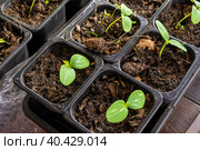 seedlings of cucumbers with large germinal leaves in plastic pots with a soil mixture of humus, a black soil and peat. Стоковое фото, фотограф Дмитрий Коростылев / Фотобанк Лори