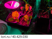 artificial lengthening of daylight hours with a special lamp to improve seedling development. Стоковое фото, фотограф Дмитрий Коростылев / Фотобанк Лори