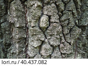 Oak bark macro, tree trunk close-up, texture. Стоковое фото, фотограф Юлия Петровская / Фотобанк Лори