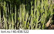 Кактусы в Ботаническом саду Арготти во Флориане. Валлетта. Мальта. (Cactuses in Argotti Botanic Gardens in Floriana. Valletta. Malta.) (2018 год). Стоковое фото, фотограф Igor Bakirov / Фотобанк Лори