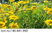 Kota dyeing, or Pupavka dyeing, or Yellow-colored pupavka, or Anthemis dyeing Cota tinctoria is a perennial herb from the genus Kota of the family Asteraceae, or Compositae Asteraceae. The garden. Стоковое видео, видеограф Юлия Петровская / Фотобанк Лори
