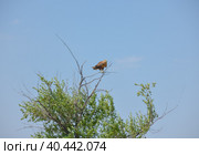 a hawk sitting on a tree in a field. Стоковое фото, фотограф Олег Спиридонов / Фотобанк Лори