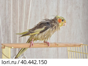 wet bird, wet cockatiel after swimming. Стоковое фото, фотограф Олег Спиридонов / Фотобанк Лори