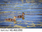 During the day, ducklings swim in the pond under the supervision of a duck. Стоковое фото, фотограф Юрий Поздников / Фотобанк Лори