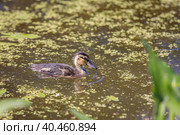 During the day, ducklings swim in the pond under the supervision of a duck. Стоковое фото, фотограф Юрий Поздников / Фотобанк Лори