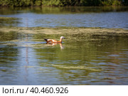 During the day, a wild duck swims along the pond. Close-up. Стоковое фото, фотограф Юрий Поздников / Фотобанк Лори