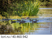 During the day, ducklings swim in the pond under the supervision of a duck. Стоковое фото, фотограф Юрий Поздников / Фотобанк Лори