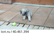 A small dog plays with a tennis ball in the yard. The dog jumps and chews the ball. Стоковое видео, видеограф Юрий Поздников / Фотобанк Лори