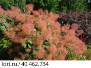 Cotinus coggygria, syn. Rhus cotinus, the European smoketree, Eurasian smoketree, smoke tree, smoke bush, Venetian sumach, or dyer's sumach, is a species of flowering plant in the family Anacardiaceae. Стоковое фото, фотограф Юлия Петровская / Фотобанк Лори