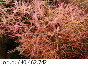 Cotinus coggygria, syn. Rhus cotinus, the European smoketree, Eurasian smoketree, smoke tree, smoke bush, Venetian sumach, or dyer's sumach, is a species of flowering plant in the family Anacardiaceae. Стоковое фото, фотограф Юлия Петровская / Фотобанк Лори