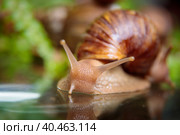 A large snail crawls across the glass table, wiggling its antennae. Стоковое фото, фотограф Юрий Поздников / Фотобанк Лори