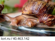 A large snail crawls across the glass table, wiggling its antennae. Стоковое фото, фотограф Юрий Поздников / Фотобанк Лори
