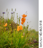 Orange wild poppy flowers grow in the mountains. Fog. Стоковое фото, фотограф Юрий Поздников / Фотобанк Лори