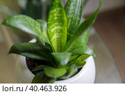 Juicy green ficus leaves in a flower pot. Home plant. Стоковое фото, фотограф Юрий Поздников / Фотобанк Лори