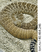 Rattlesnake curled (2015 год). Стоковое фото, фотограф Анна Кривицкая / Фотобанк Лори