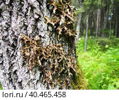 Moss and lichens on the bark of a tree in a spruce taiga forest. Karelia, Orzega. Lobaria Lobaria is a genus of lichenized ascomycetes belonging to the Lobariaceae family. Thallus foliose. Стоковое фото, фотограф Юлия Петровская / Фотобанк Лори