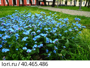 Forget-me-nots. Myosotis flowering blue plants in the family Boraginaceae. Forget-me-nots or scorpion grasses. Myosotis alpestris small flowers for decorating lawns and flower beds. Garden landscaping. Стоковое фото, фотограф Юлия Петровская / Фотобанк Лори