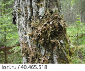 Moss and lichens on the bark of a tree in a spruce taiga forest. Karelia, Orzega. Lobaria Lobaria is a genus of lichenized ascomycetes belonging to the Lobariaceae family. Thallus foliose. Стоковое фото, фотограф Юлия Петровская / Фотобанк Лори