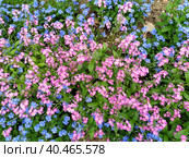 Forget-me-nots. Myosotis flowering plants in the family Boraginaceae. Forget-me-nots or scorpion grasses. Myosotis alpestris small flowers for decorating lawns and flower beds. Garden landscaping. Стоковое фото, фотограф Юлия Петровская / Фотобанк Лори