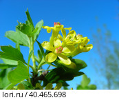 Цветущая смородина золотистая (лат. Ribes aureum) Стоковое фото, фотограф lana1501 / Фотобанк Лори