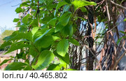 Лиана лимонника китайского, Schisandra chinensis. Концепция натуральных веществ для укрепления здоровья. весенние побеги лемонграсса. Стоковое видео, видеограф Светлана Акифьева / Фотобанк Лори