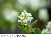 Цветущий ветка ирги (лат. Amelanchier) весной в саду. Стоковое фото, фотограф Андрей Пустякин / Фотобанк Лори