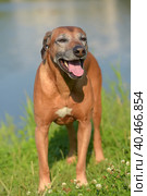 Rhodesian ridgeback  with a gray muzzle. Стоковое фото, фотограф Анна Кривицкая / Фотобанк Лори