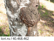 Chaga.The fungus is a parasite on the birch. Kombucha on a birch tree. Стоковое фото, фотограф Александр Поташев / Фотобанк Лори
